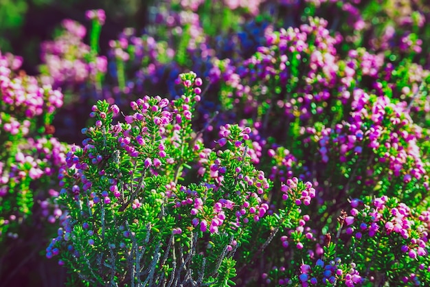 Blooming heather flowers