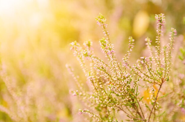 Blooming heather flowers