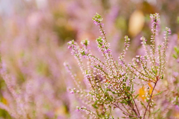 Blooming heather flowers