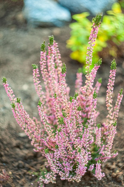 Photo blooming heather pink plants for the garden