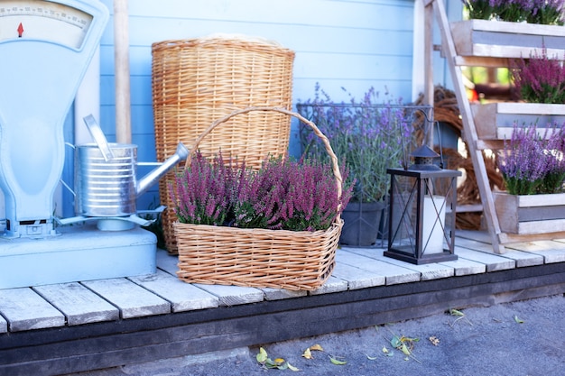 Blooming heather, wicker baskets and garden tool in backyard home in autumn.