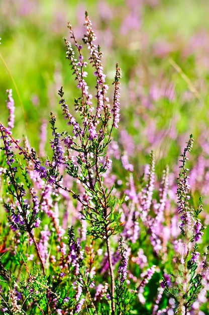 Blooming heather