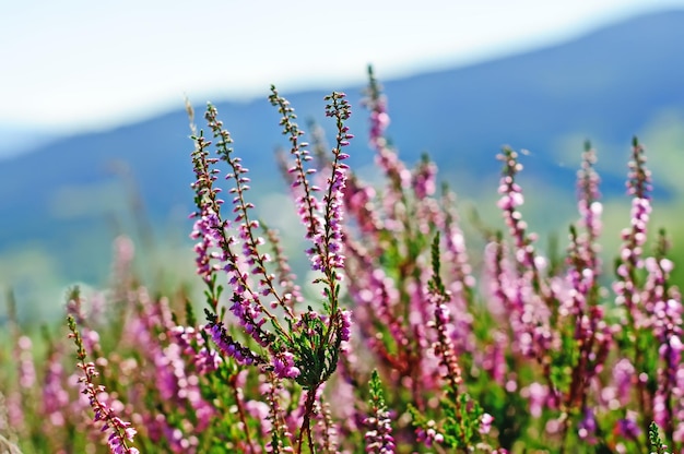 Blooming heather