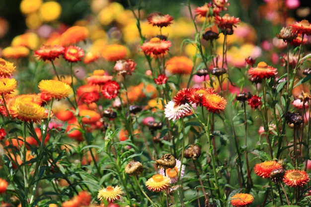 咲くHelichrysumbracteatum WilldflowersまたはStraw花、永遠の花は自然光が庭で育っている農業分野です