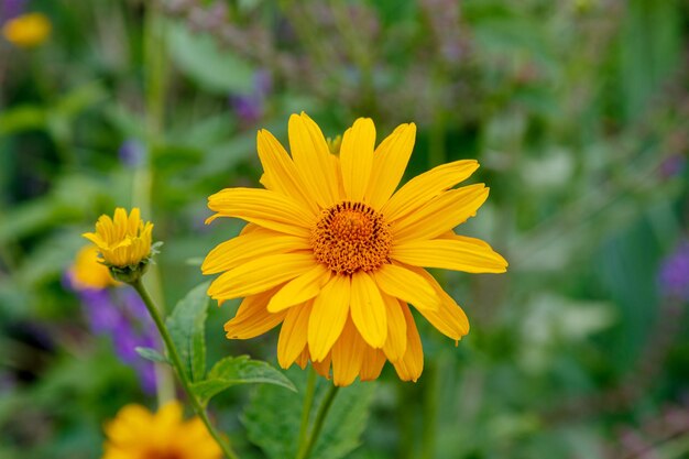 Blooming heliopsis in a garden