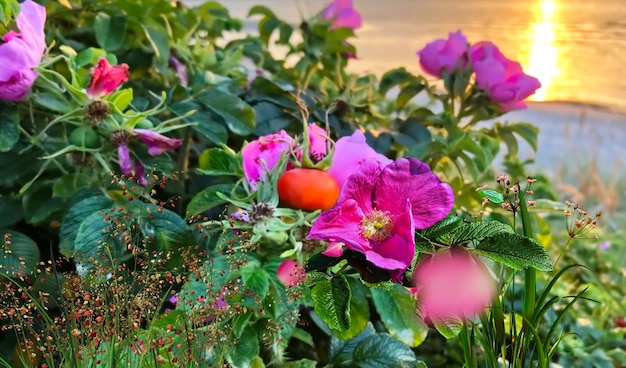 blooming hip roses bush on orange sunset at beach on sea nature landscape travel to Estonia