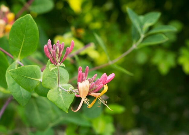 Blooming Honeysuckle Lonicera Caprifolium Natural background