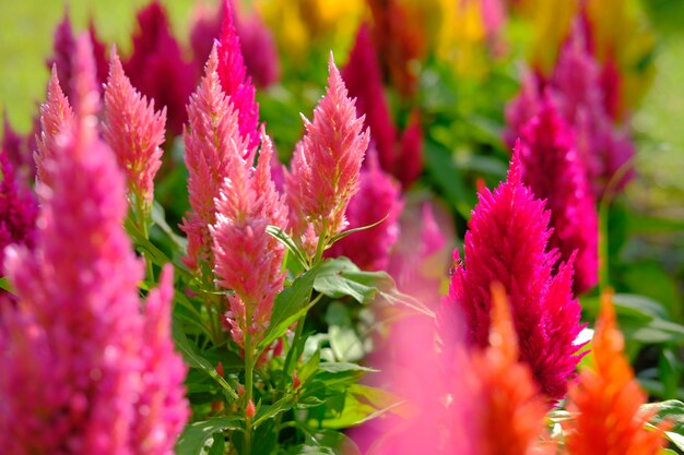 Fiore di fioritura della lana cinese del bucero in giardino