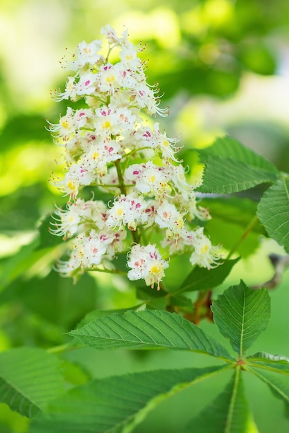 Blooming horse chestnut tree branch on a blurred background Close up selective focus