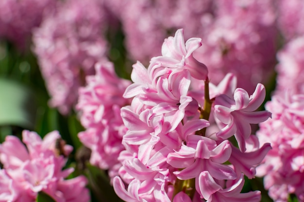 Blooming hyacinths in a spring park