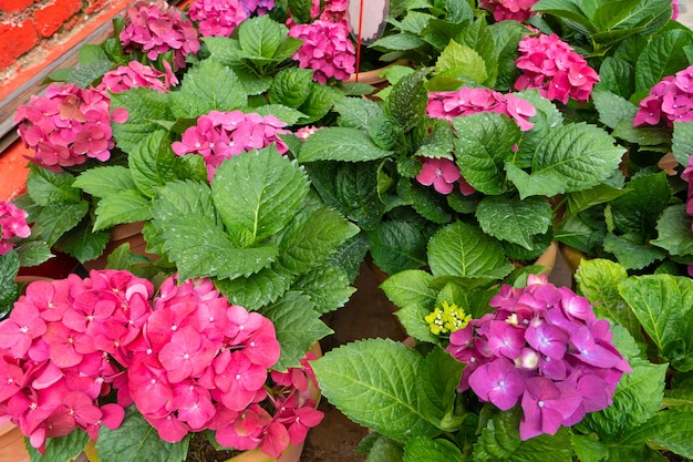 Blooming hydrangea flowers in a plant store in Asia.