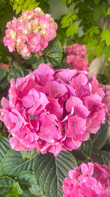 A blooming hydrangea with deep pink flowers