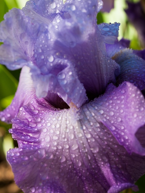 Blooming iris at the end of the bloom cycle.