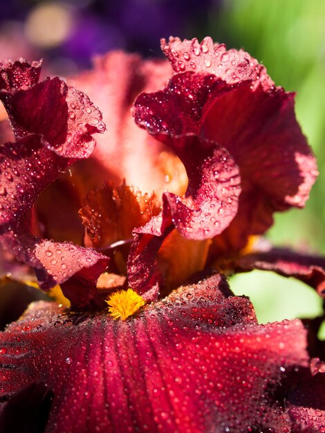 Blooming iris at the end of the bloom cycle.