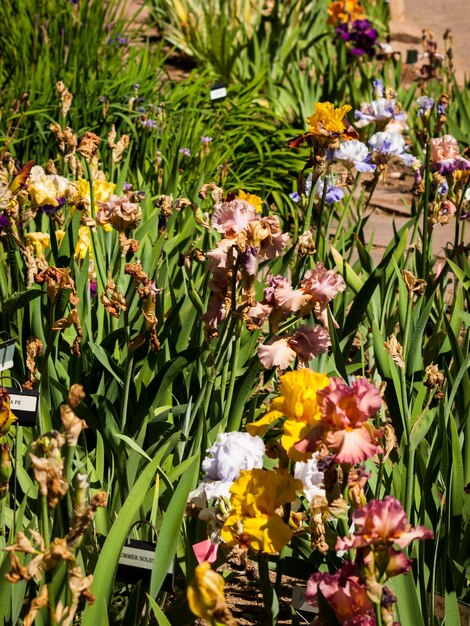 Blooming iris at the end of the bloom cycle.