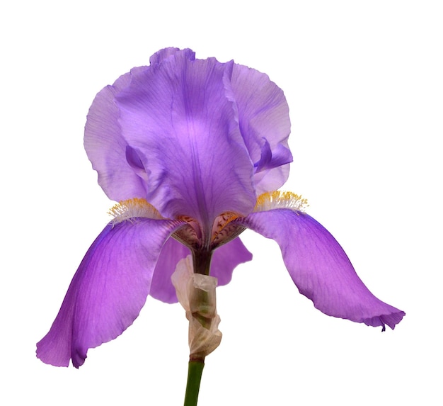 Blooming iris flower isolated on white background. Summer. Spring. Flat lay, top view. Love. Valentine's Day