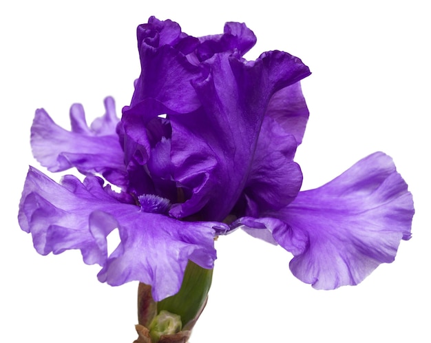 Blooming iris flower isolated on white background