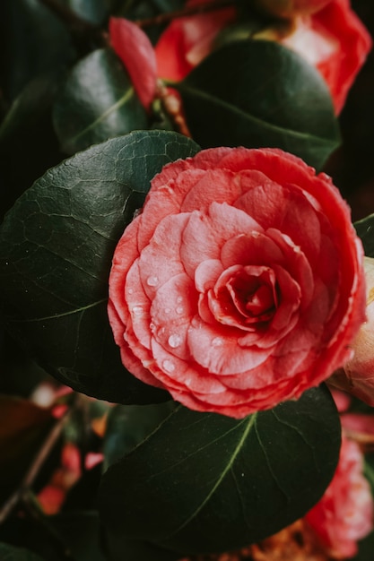 Blooming Japanese camellia in the wild