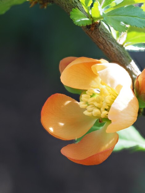 Photo blooming japanese quince