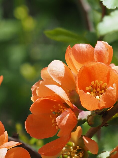 blooming Japanese quince