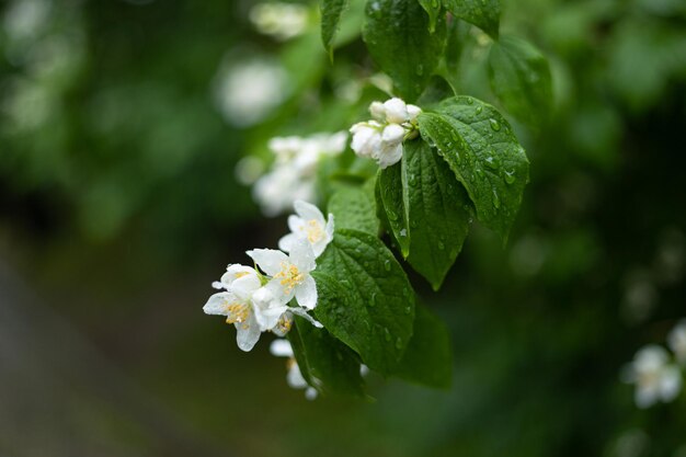 Blooming jasmine branch with raindrops