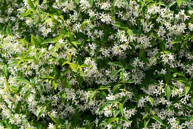 Blooming jasmine bush in the garden