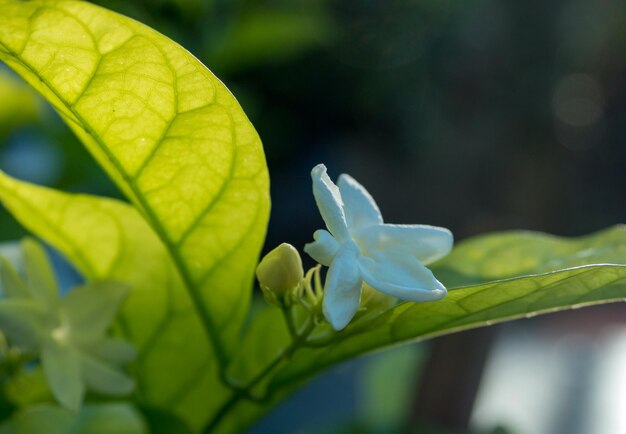 Blooming jasmine