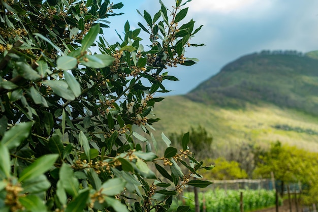 Blooming laurel bush in the garden Organic natural product Juicy green leaves of the plant Seasoning for dishes