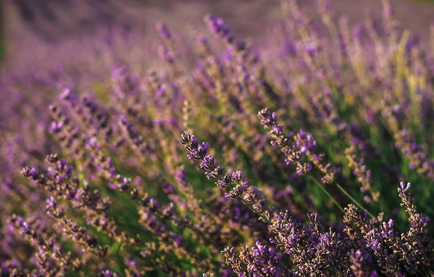 Blooming Lavender Bush Closeup View