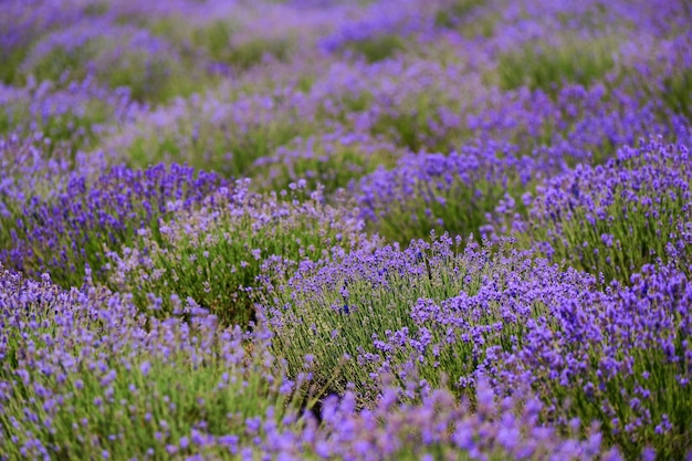 野原に咲くラベンダーの茂み