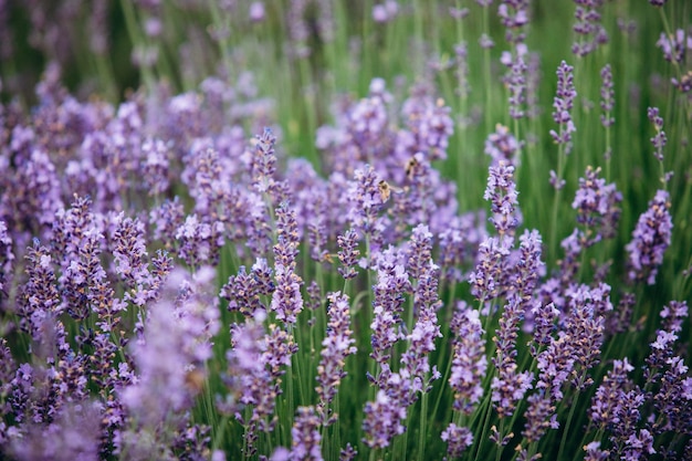 Blooming lavender bushes Lavender field