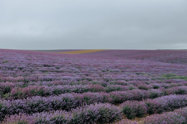 咲くラベンダー畑。花の紫色の背景