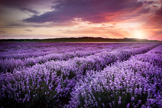 Blooming lavender field under the red colors of the summer sunset