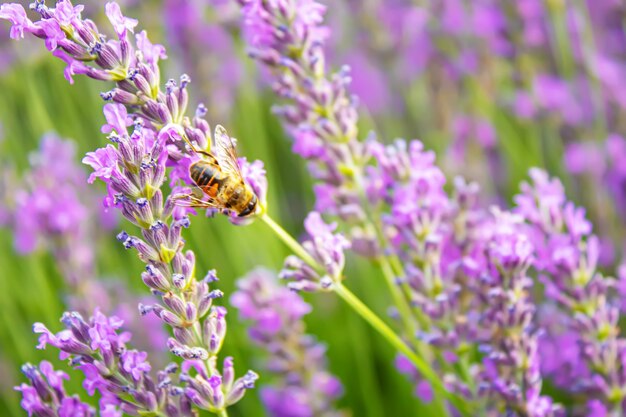 Blooming lavender field. Summer flowers. Selective focus nature