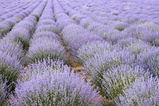 Blooming lavender field at sunset