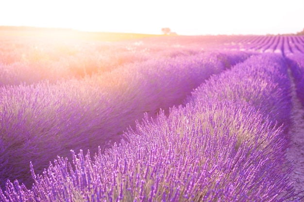 Blooming lavender fields at sunset in Provence, France. Beautiful summer nature background