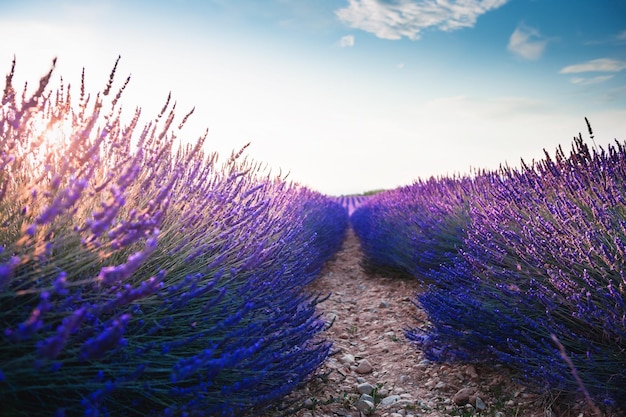 Blooming lavender fields at sunset in Provence France