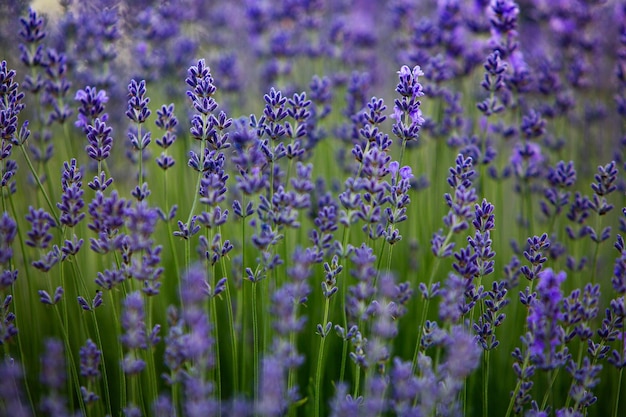 フランス の プロヴァンス の 畑 に く ラベンダー の 花 は,夕暮れ の 光 の 下 で