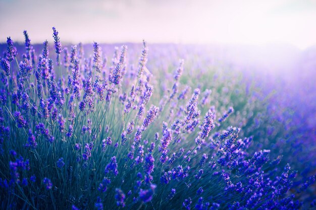 Blooming lavender flowers at sunset in Provence France