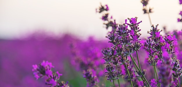 Lavanda in fiore in giardino. messa a fuoco selettiva. natura.