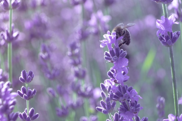 Blooming lavender pollinated by bee in a field at sunset provence france close up selective focus