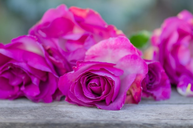 Blooming lavender roses in a vase on a wooden table