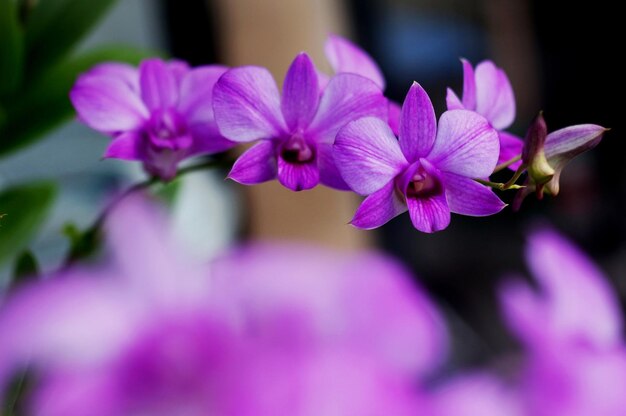 The blooming of light purple orchids feels festive