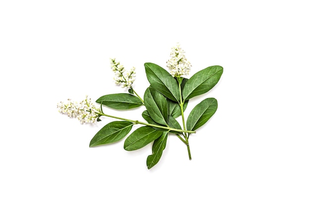 Blooming Ligustrum shrub on white background