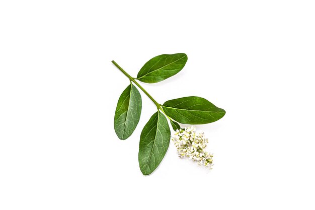 Photo blooming ligustrum shrub on white background