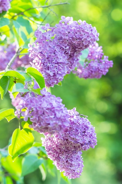 Blooming lilac in the botanical garden