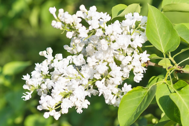 Lillà di fioritura nel giardino botanico