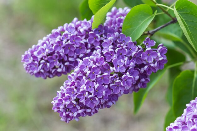 Blooming lilac in the botanical garden