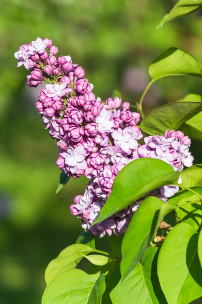 Blooming lilac in the botanical garden