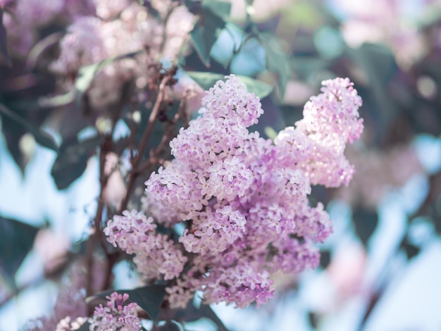 Blooming lilac branches spring toned wallpaper background